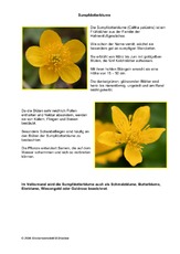Sumpfdotterblume.pdf